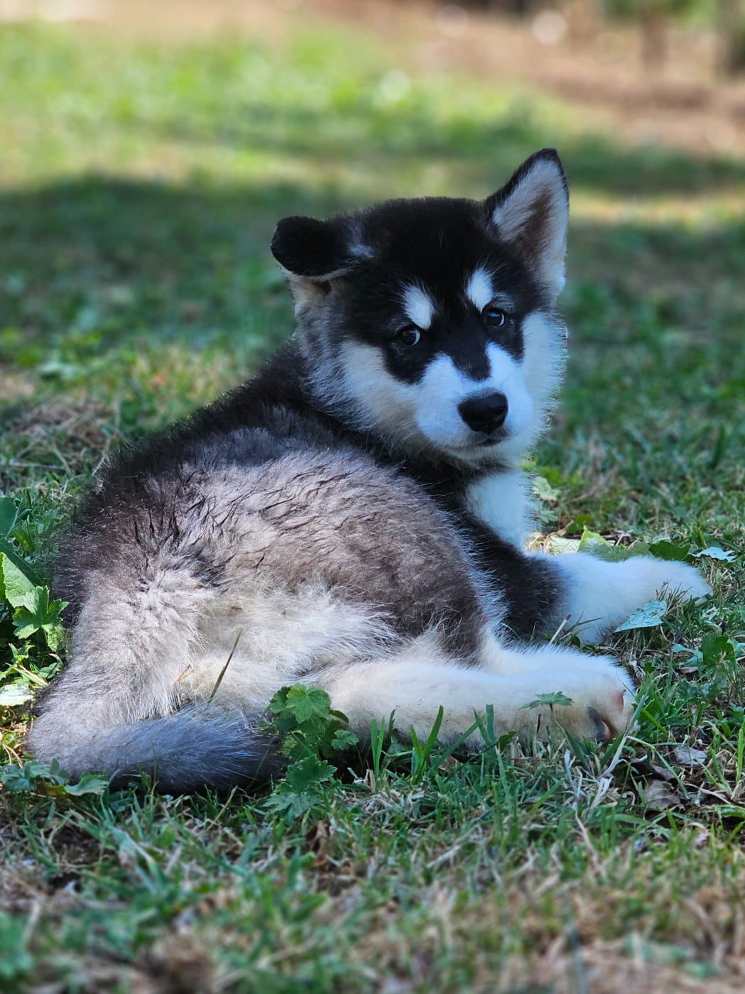Alaskan Malamute - From White Mountain Lapland