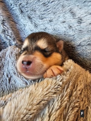 Les chiots de Alaskan Malamute