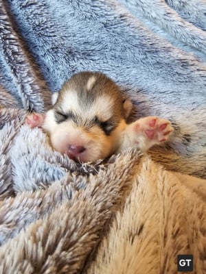 Les chiots de Alaskan Malamute