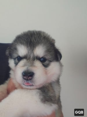Les chiots de Alaskan Malamute