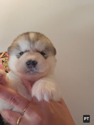 Les chiots de Alaskan Malamute