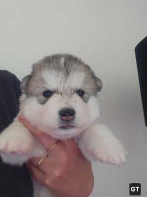Les chiots de Alaskan Malamute