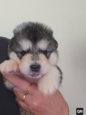 Les chiots de Alaskan Malamute