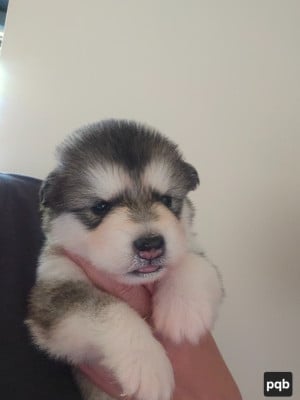 Les chiots de Alaskan Malamute
