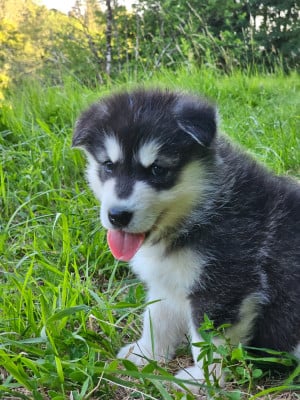 Les chiots de Alaskan Malamute