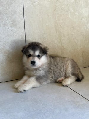 Les chiots de Alaskan Malamute