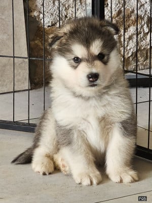 Les chiots de Alaskan Malamute