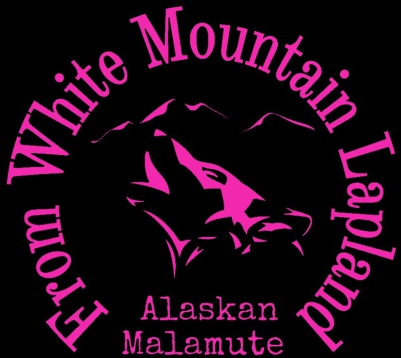 Alaskan Malamute - From White Mountain Lapland