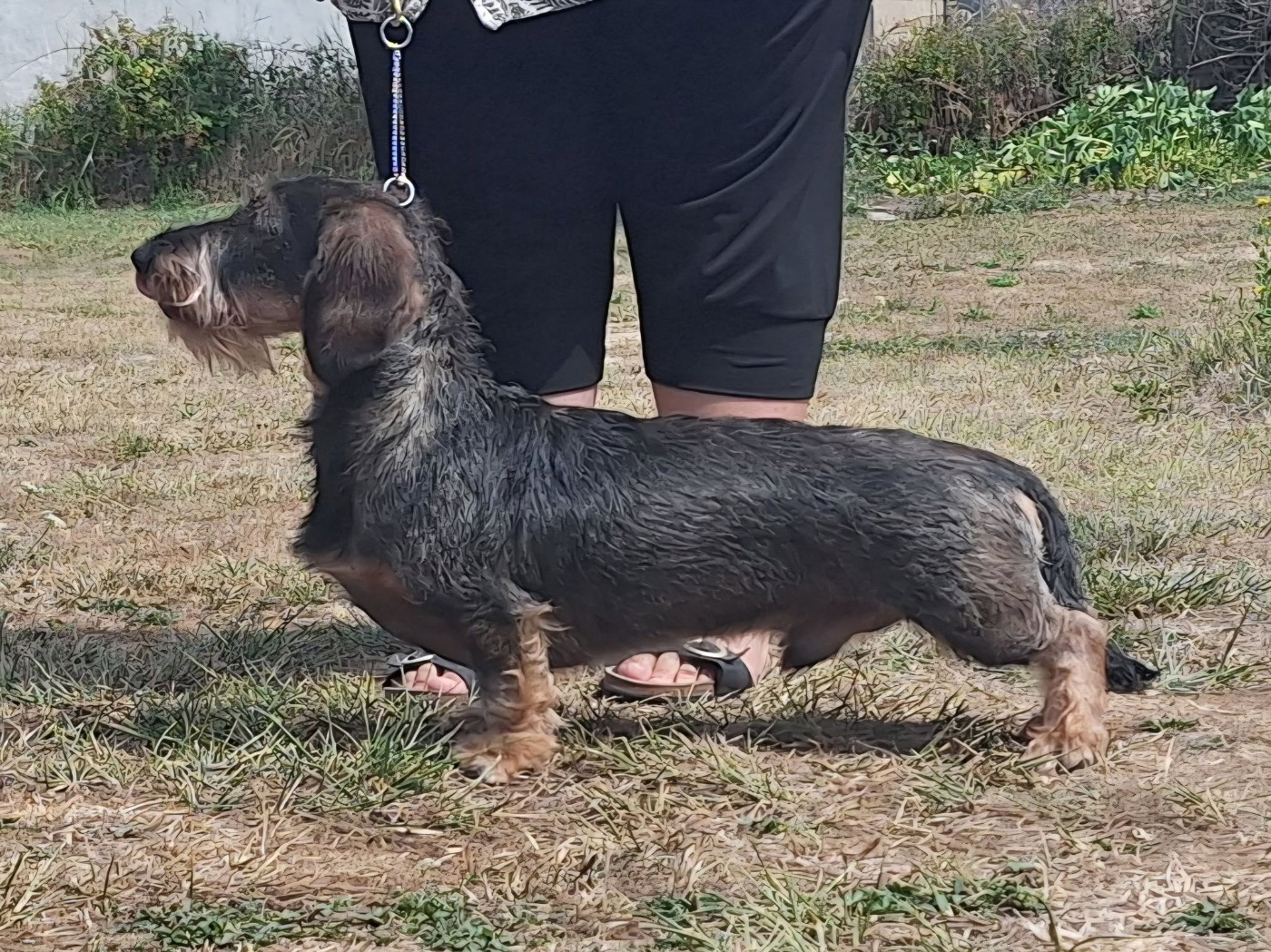 Apollon Bogoss Des Trolls de Nerthus - 1er Excellent - JCAC - Meilleur Jeune - Meilleur de Race