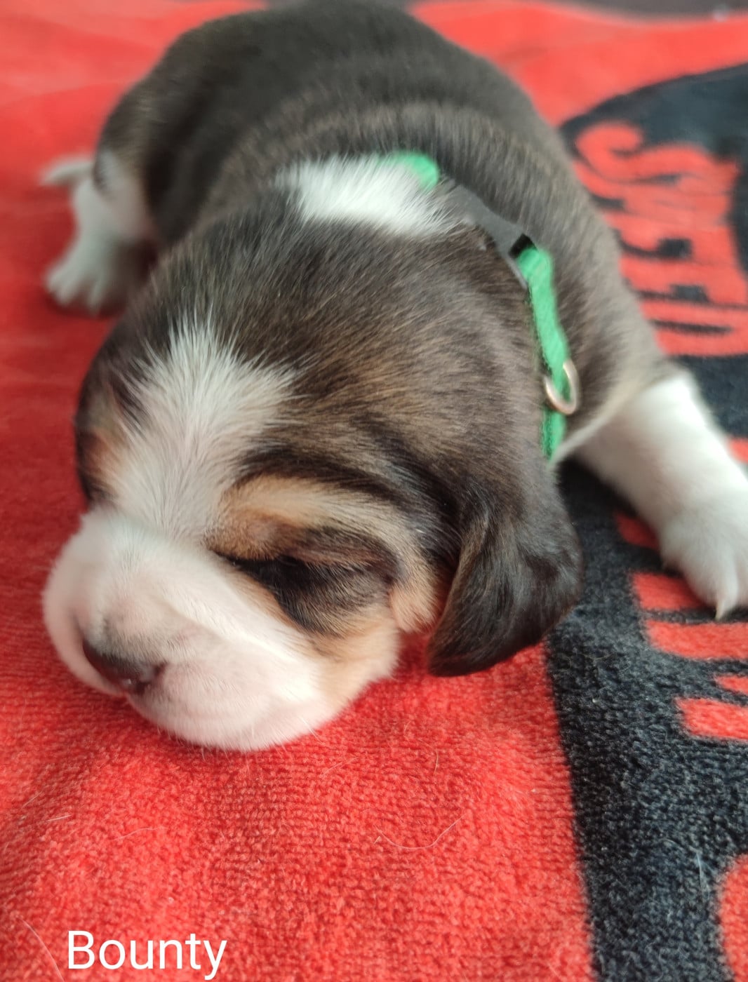 Bounty - Beagle