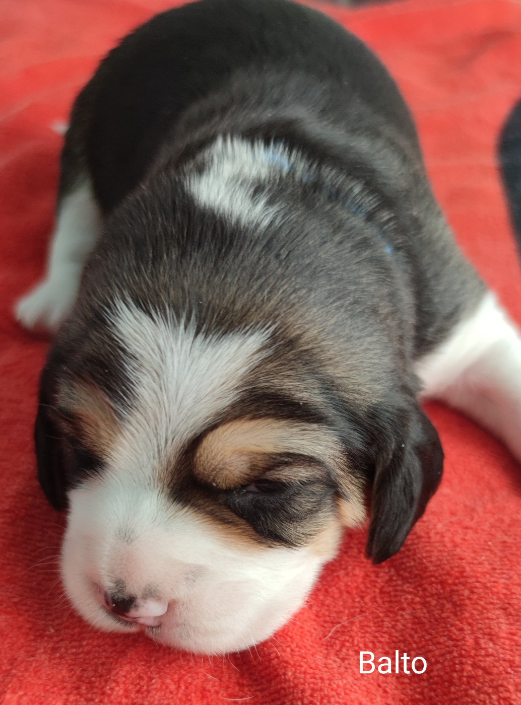 Balto - Beagle