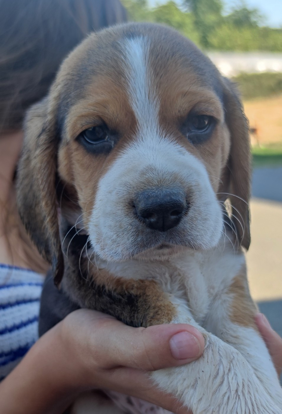 Bouba - Beagle