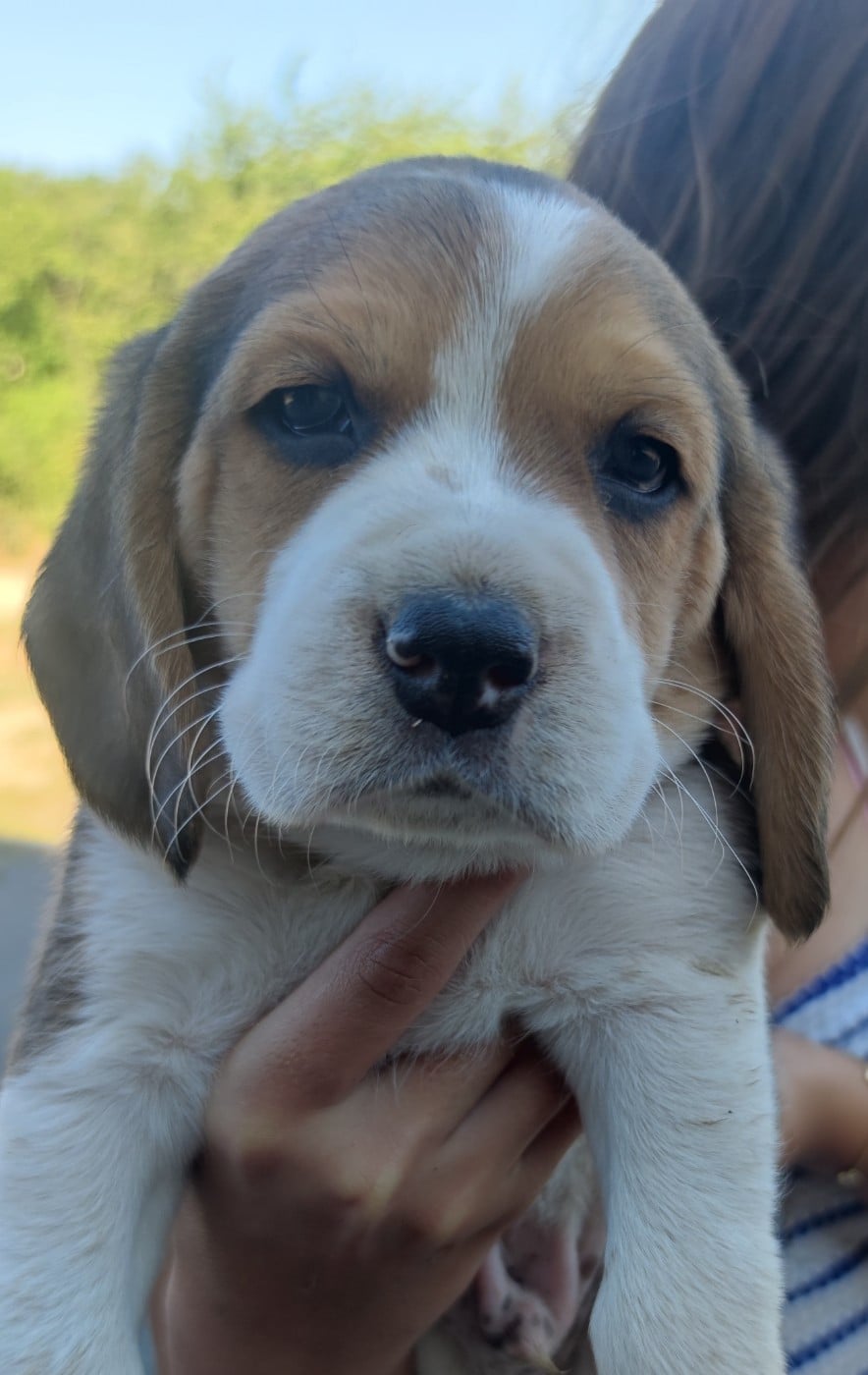 Balto - Beagle