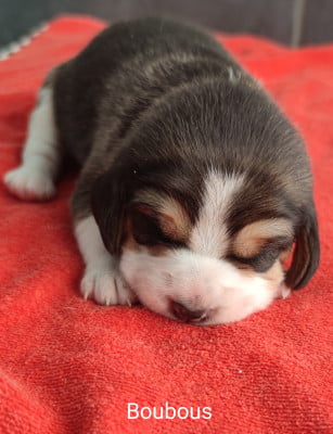 Les chiots de Beagle