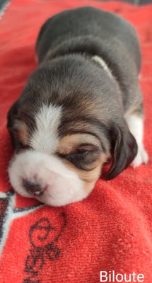 Les chiots de Beagle
