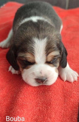 Les chiots de Beagle