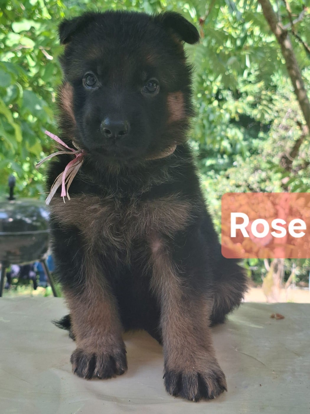 Collier rose - Berger Allemand