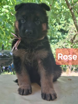 Les chiots de Berger Allemand