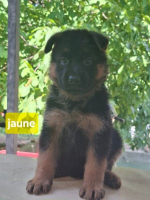 Les chiots de Berger Allemand