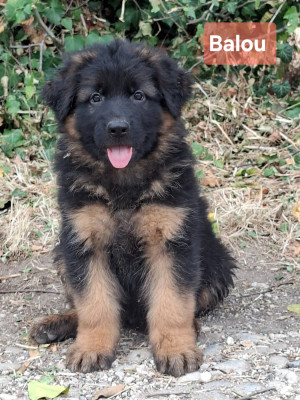 Les chiots de Berger Allemand
