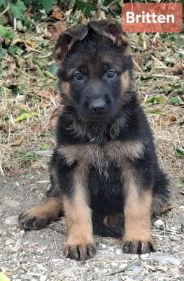 Les chiots de Berger Allemand