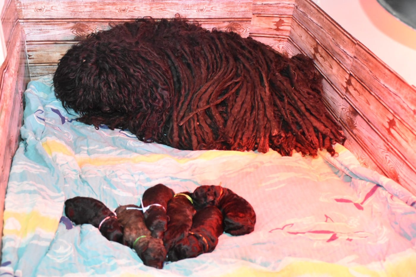 Puli - Natty Dreadlocks