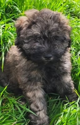 Les chiots de Puli