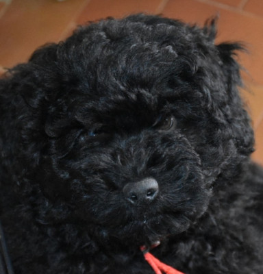 Les chiots de Puli