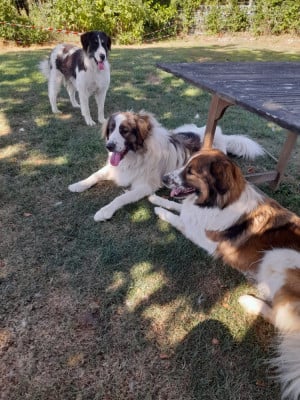 De la foret de Montfort