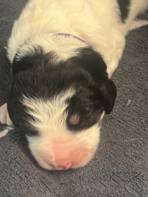 Les chiots de Berger de Bosnie-Herzegovine et de Croatie