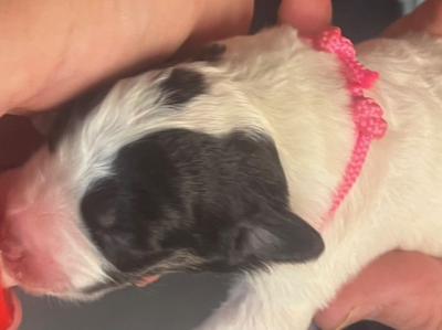 Les chiots de Berger de Bosnie-Herzegovine et de Croatie