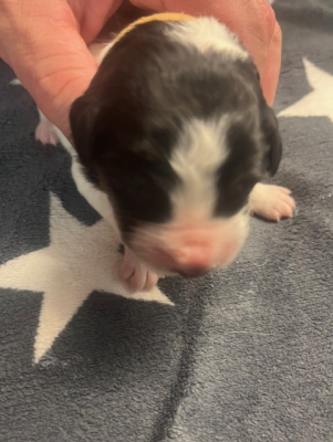 Les chiots de Berger de Bosnie-Herzegovine et de Croatie