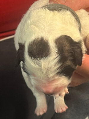 Les chiots de Berger de Bosnie-Herzegovine et de Croatie