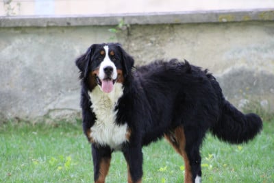 Des Gardiens d'Ysatis