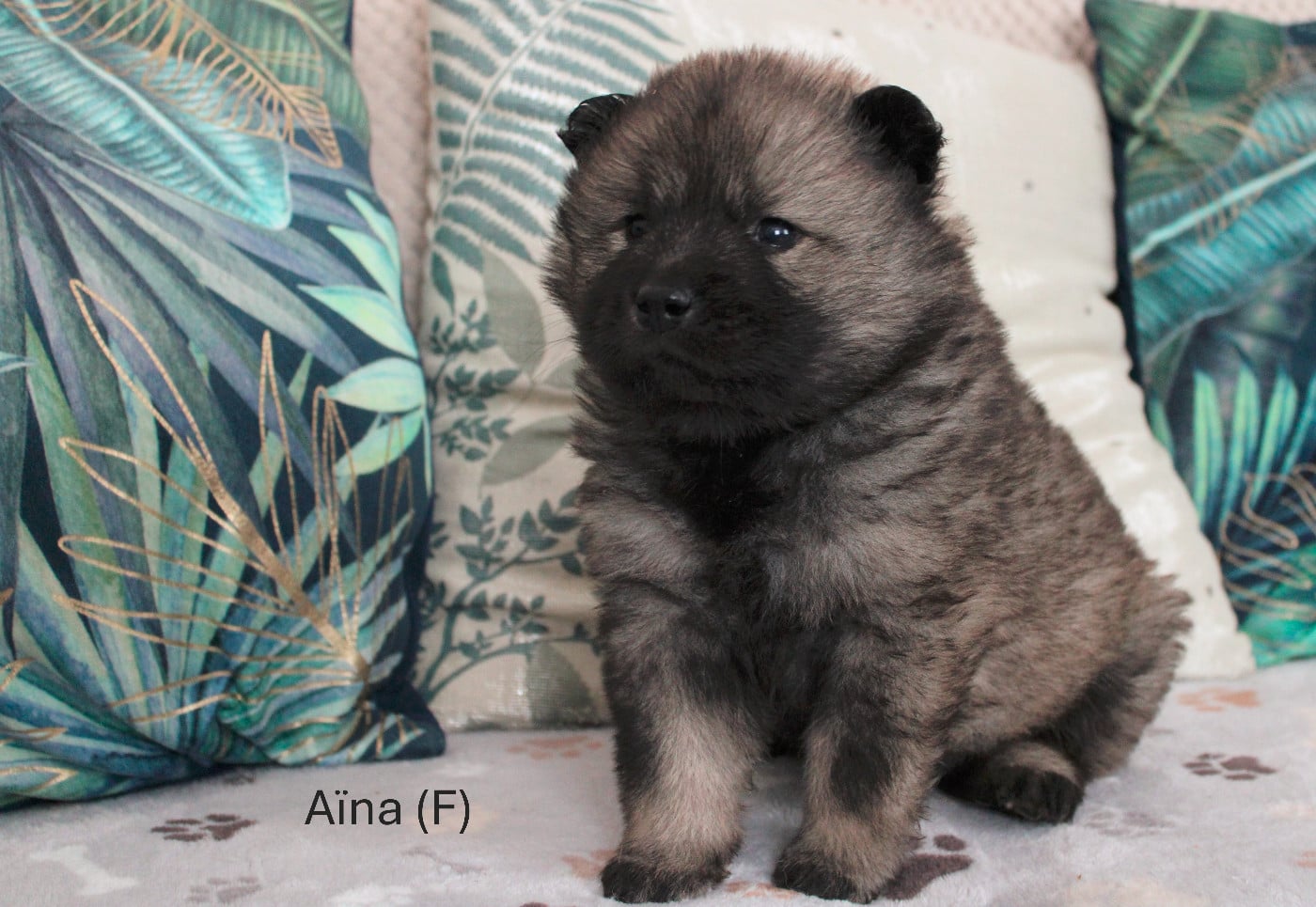 Eurasier - Des Gardiens d'Ysatis