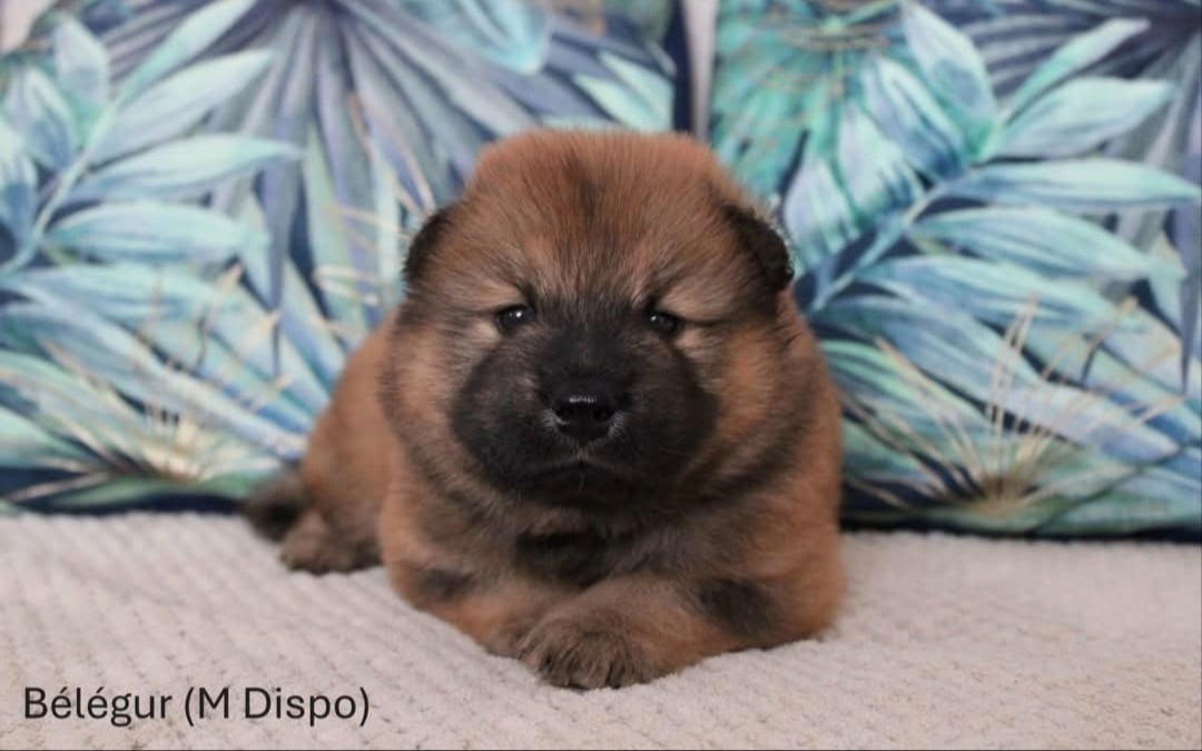 Eurasier - Des Gardiens d'Ysatis