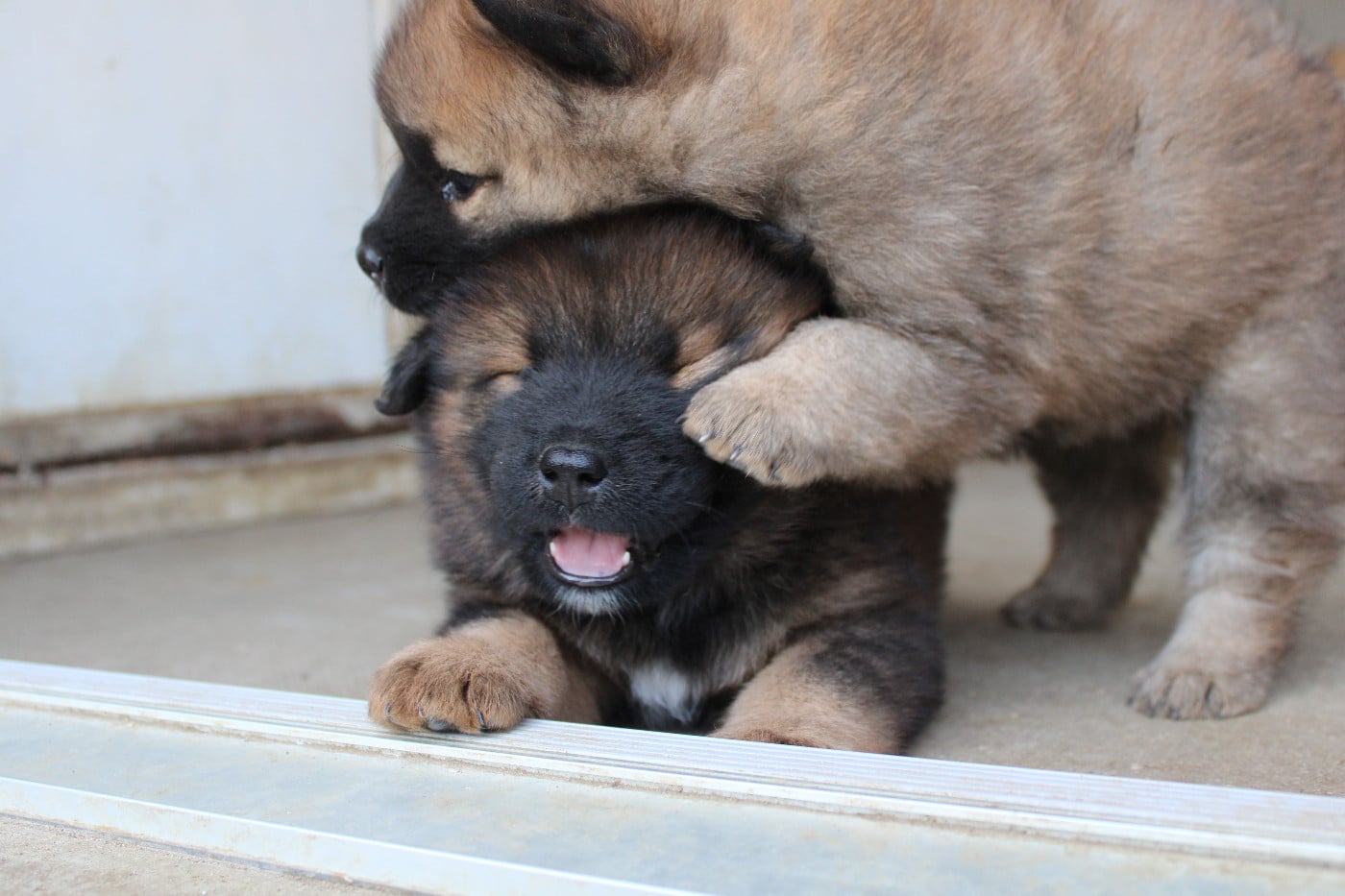 Eurasier - Des Gardiens d'Ysatis