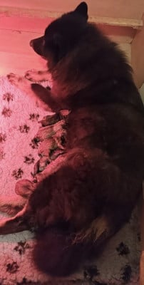 Les chiots de Eurasier