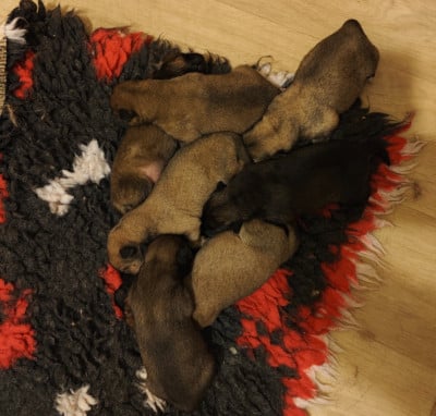 Les chiots de Eurasier