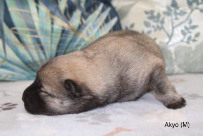 Les chiots de Eurasier