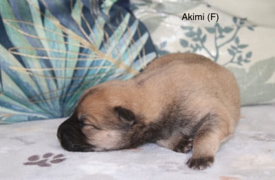 Les chiots de Eurasier