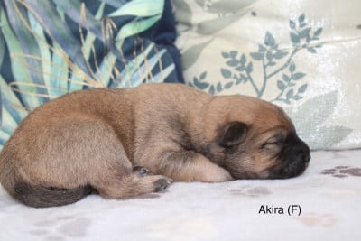 Les chiots de Eurasier