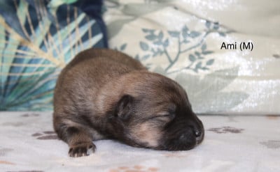 Les chiots de Eurasier