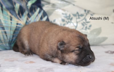 Les chiots de Eurasier
