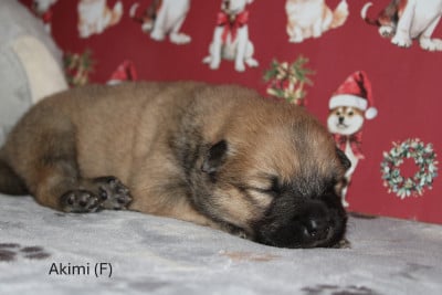 Les chiots de Eurasier