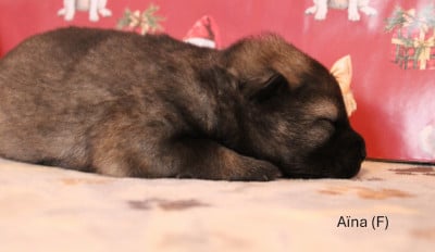 Les chiots de Eurasier