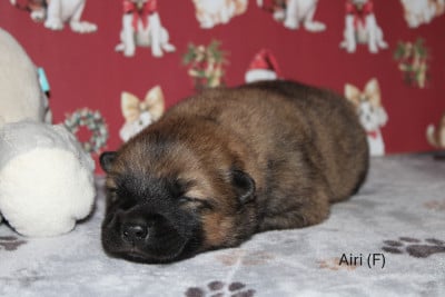 Les chiots de Eurasier