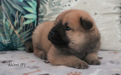 Les chiots de Eurasier