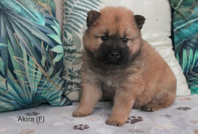 Les chiots de Eurasier