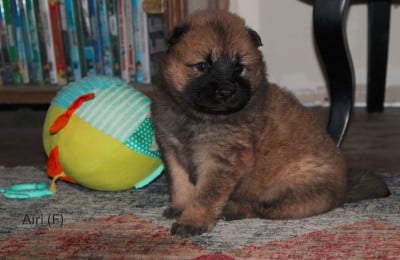 Les chiots de Eurasier